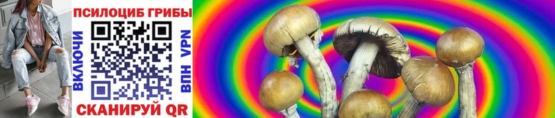 купить   Краснокамск  Псилоцибиновые грибы Cubensis 